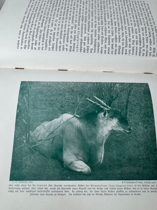 El encanto del elefante por C.G Schillings: una obra de arte única - imagen 6