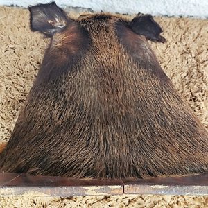 Cabeza de Jabalí Taxidermizada con Colmillos sobre Placa de Madera - imagen 19