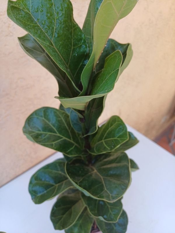 Ficus Lirata de gran tamaño - Planta interior con hojas grandes - imagen 3