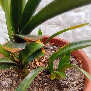 Clivia Naranja en Flor con Maceta de 2 Litros - imagen 6