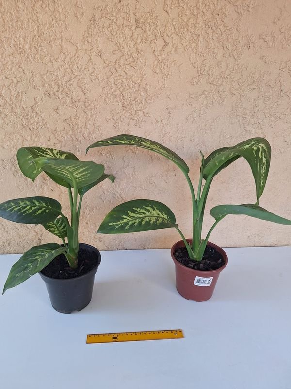 Item 870081 - Image 2