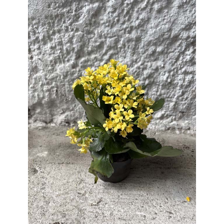 Item 2113581 - Image 0