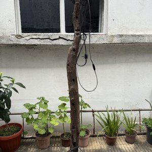 Lote siguiente: Lámpara de Pie Artesanal con Tronco y Hierro
