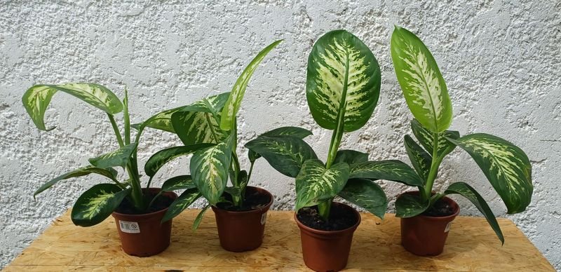 Item 929839 - Image 2