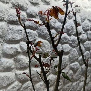 Rosal en Maceta con Flores Rosadas y Botones - imagen 5