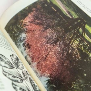 Libro "Los Árboles Cultivados en los Paseos Públicos" por Atilio Lombardo, 1958 - imagen 2
