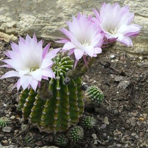 Cactus Erizo de Mar o Lirio de Pascua para Propagar - imagen 5