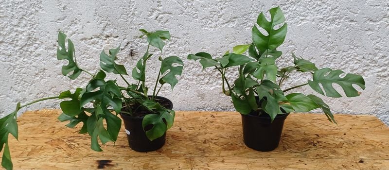 Monstera Plantas con Hojas Brillantes - imagen 5