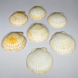 Siete coquillas grandes - imagen 2
