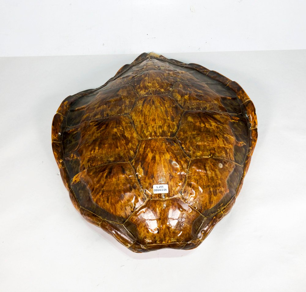 Item 500487 - Image 0