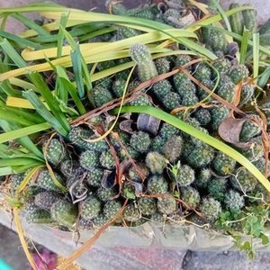Cactus de Encaje (Mammillaria elongata) en Floración - imagen 6