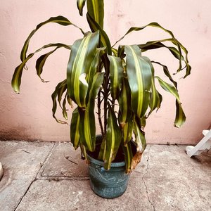 Lote siguiente: Planta Palo de Agua en Maceta Verde