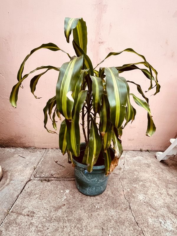 Planta Palo de Agua en Maceta Verde