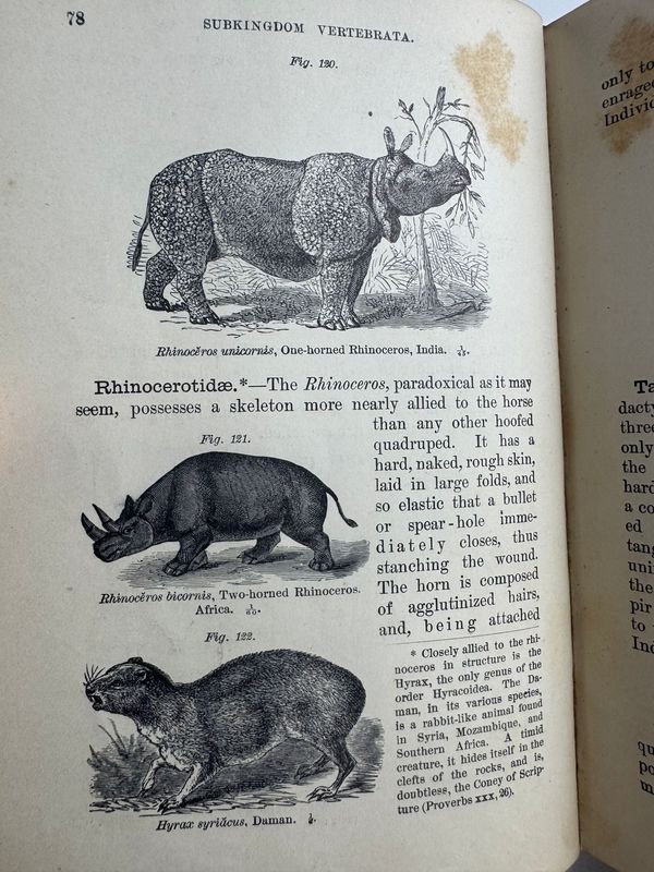 Libro de Zoología: 14 Semanas De Zoologia Por J. Dorman Steele - imagen 7