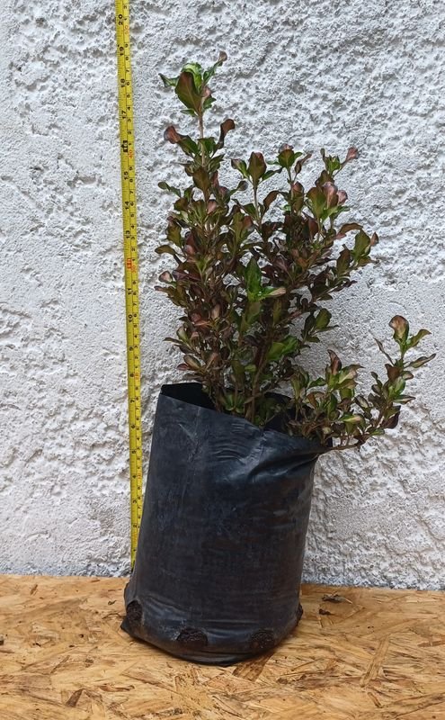 Planta Coprosma Rojo de 45cm de Alto - imagen 2