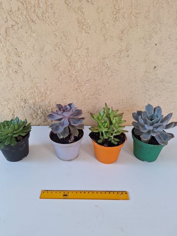 Item 870169 - Image 0