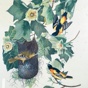 Cuadro "Baltimore Oriole" de John James Audubon, Flores y Aves, 54x44 cm - imagen 2