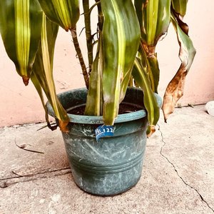 Planta Palo de Agua en Maceta Verde - imagen 3