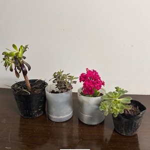 Lote anterior: Lote de 4 Plantas Ornamentales Variadas