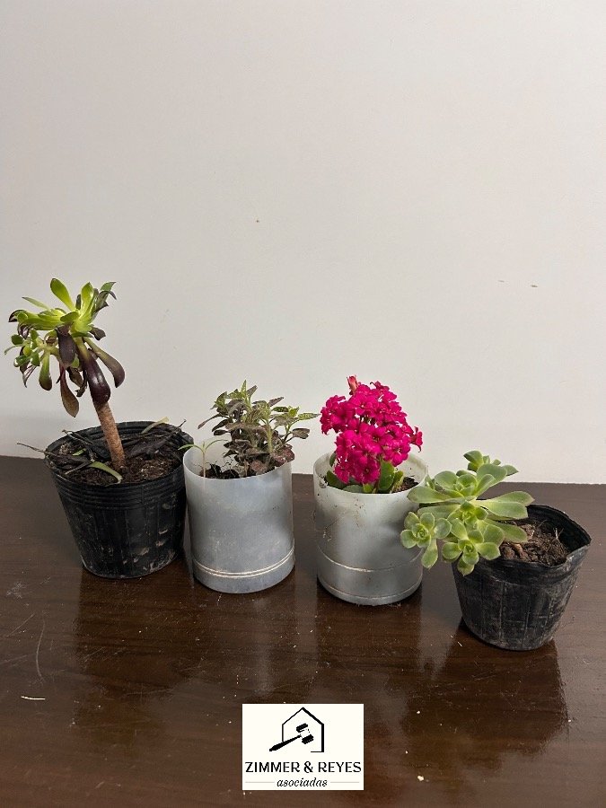 Lote de 4 Plantas Ornamentales Variadas