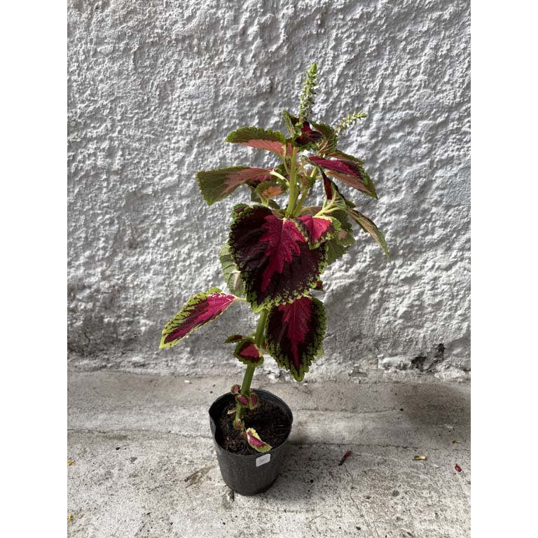 Item 2113561 - Image 0