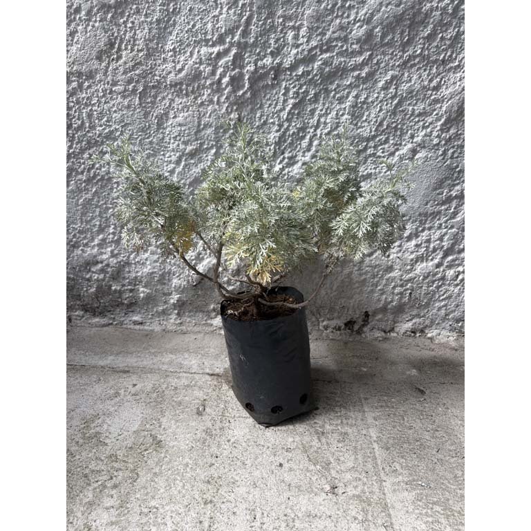 Item 2113597 - Image 0