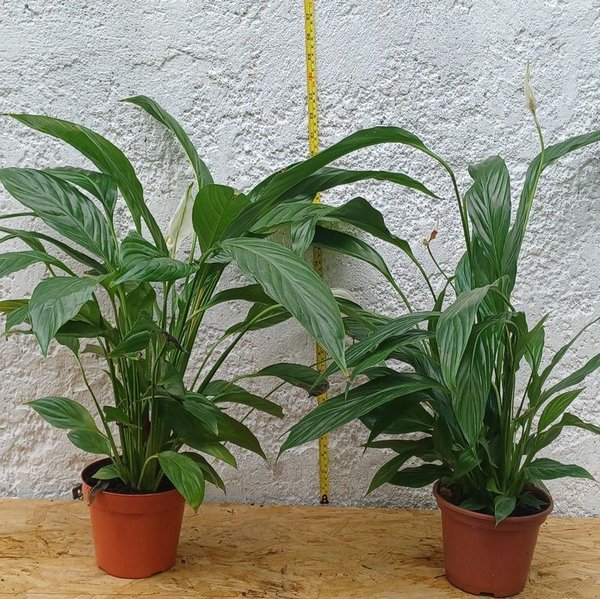 Lirios de La Paz, Jardinería, Planta de Interior - imagen 1