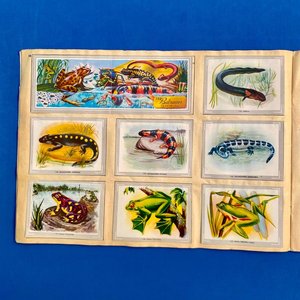 Álbum de Figuritas "Vida y Color" - Ciencias Naturales y Antropología - imagen 5