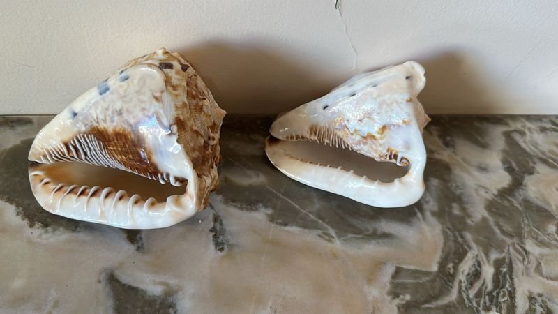 Conchas de caracol para coleccionistas - imagen 2