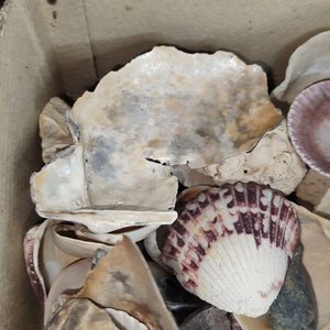 Caja con variedad de conchas marinas y piedras - imagen 5