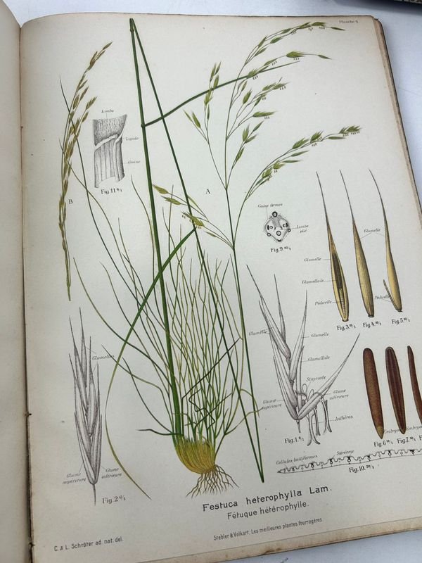 Manual técnico ilustrado de botánica aplicada - imagen 12