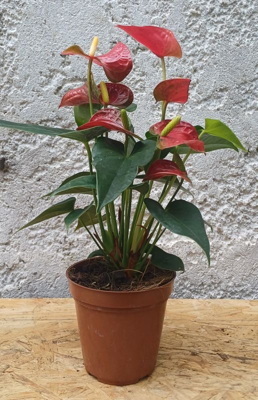 Planta de Anthurio en Maceta de Terracota - imagen 3
