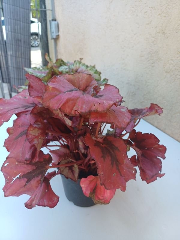 Begonias Rex en venta - Plantas exóticas y decorativas - imagen 4