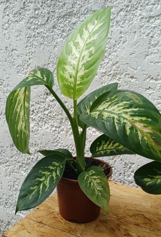 Plantas de Difenbachia en macetas de terracota - imagen 5