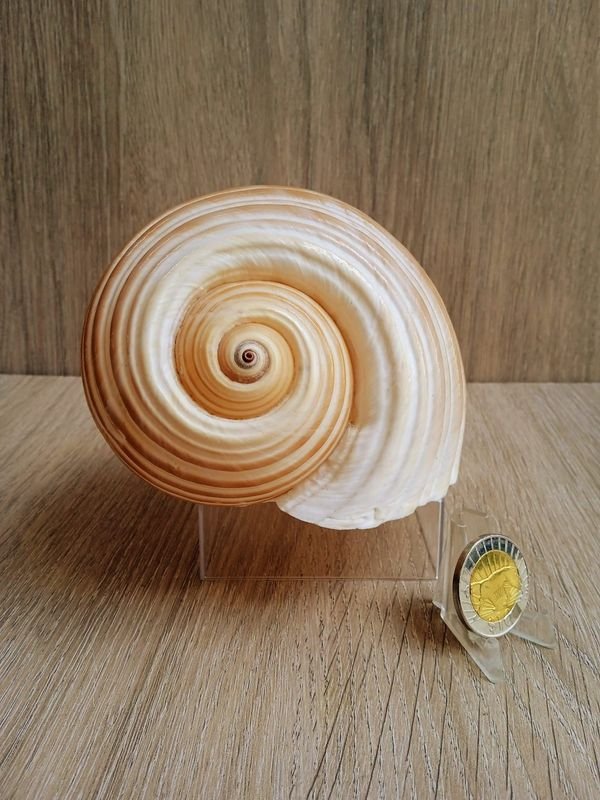 Item 884187 - Image 0