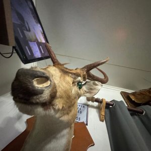 Cabeza de Ciervo Taxidermia Gran Tamaño, Excelente Conservación - imagen 3