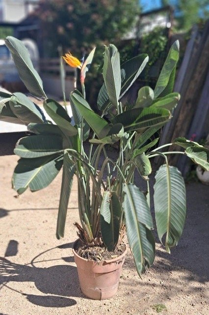 Lote siguiente: Planta Strelitzia Pajarito en Maceta