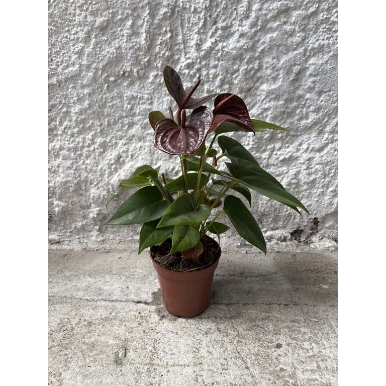 Item 2113603 - Image 0