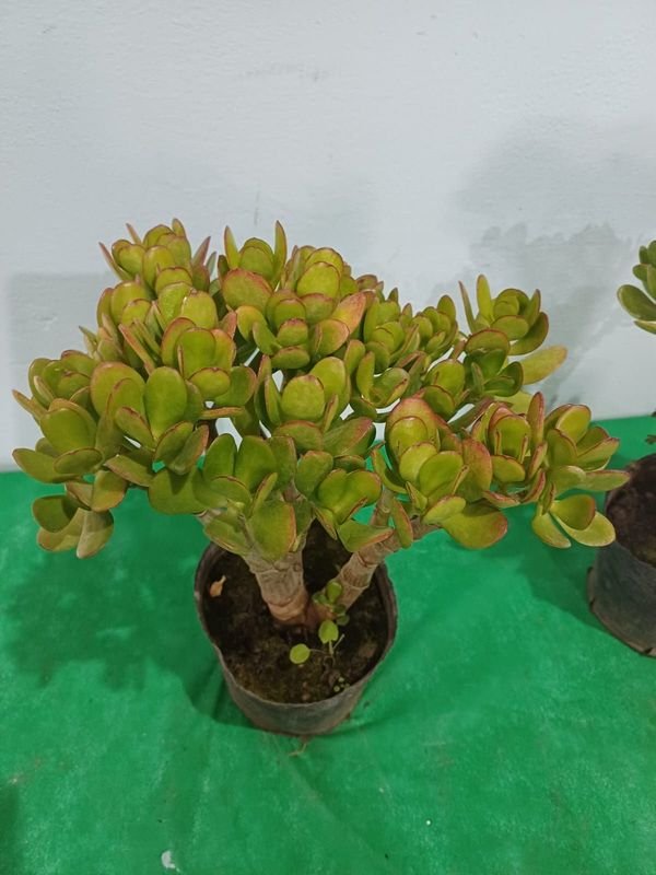 Item 848667 - Image 0