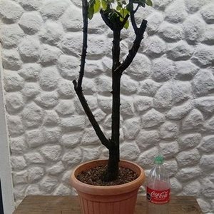 Rosal de Pie con Flores Rosadas y Capullos en Maceta de 2 Litros - imagen 2