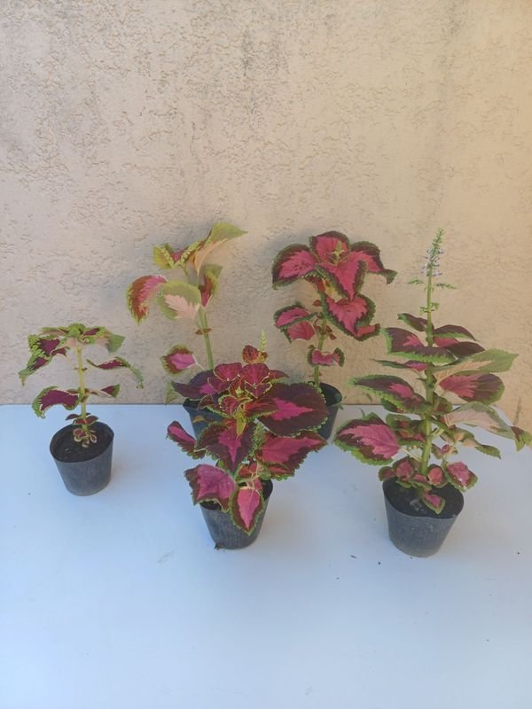 Item 894166 - Image 0