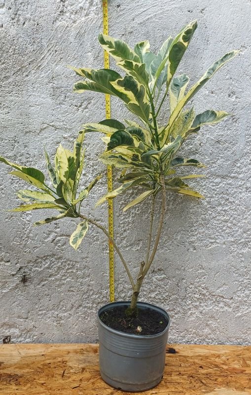 Planta Croton Grande con hojas variadas - imagen 6