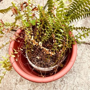 Planta Helecho en Maceta - imagen 2