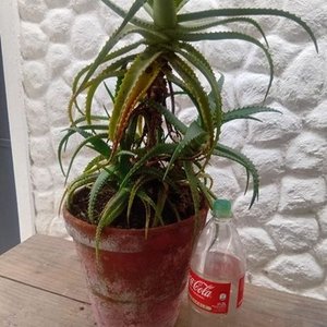 Planta Suculenta Aloe Arborecens Grande en Maceta Decorativa - imagen 2
