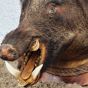 Cabeza de Jabalí Taxidermizada con Colmillos sobre Placa de Madera - imagen 4