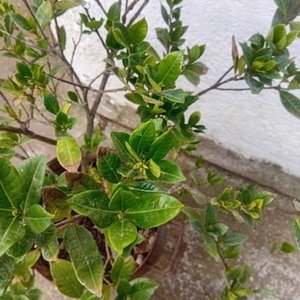 Jazmín del Cabo Injertado con Pimpollos - Planta Ornamental - imagen 7