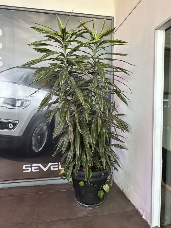 Maceta con planta Darcena 1 - Venta en línea - imagen 1