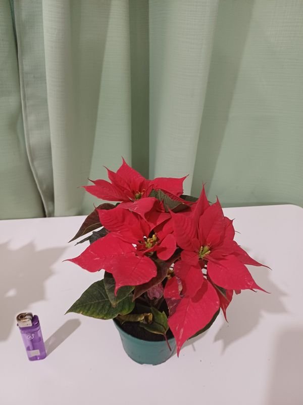 Item 848668 - Image 1