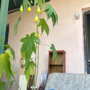Lote anterior: Planta con Flores Amarillas