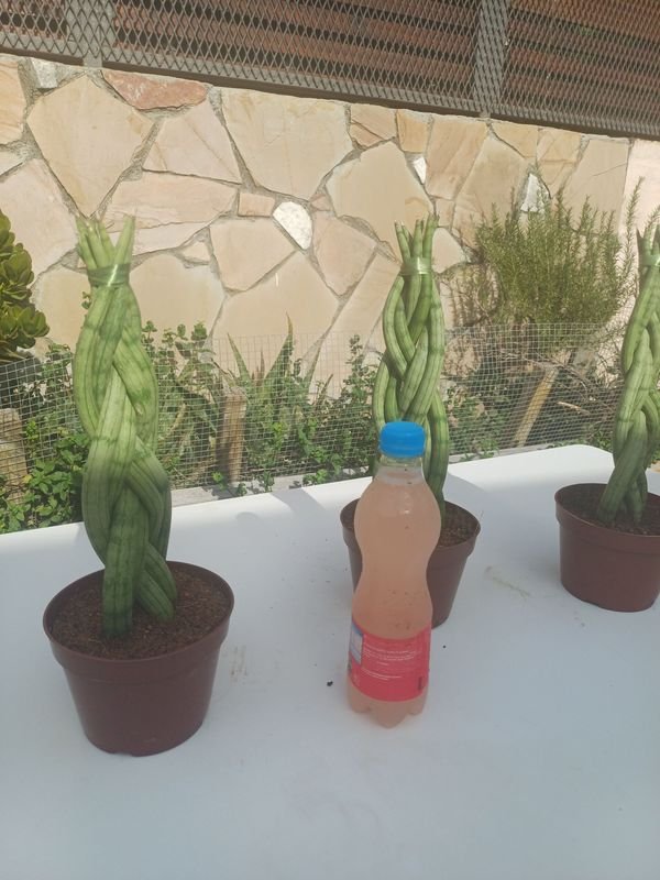 Item 929940 - Image 4